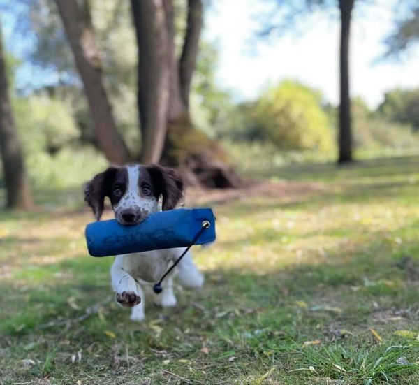 Level Three Gundog Intermediate Eight Week Course 11am -1pm 5th January 2025