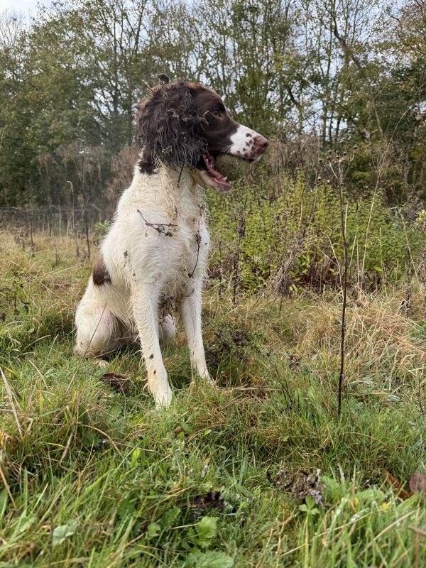 Level Two Gundog Beginner Eight Week Course 11th May 10am - 11am